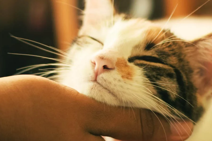 Funny Cat Tree for Small Cats